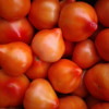 Чем нужно полить рассаду помидор, чтобы росли крепкими