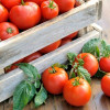 Чем опрыскивать помидоры: проверенные методы