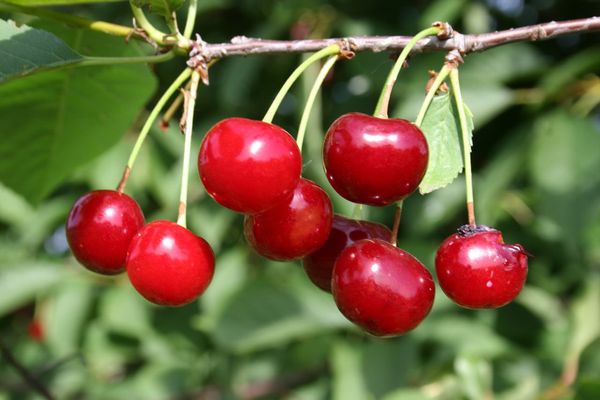 Характеристика и выращивание высокоурожайной вишни Малиновка