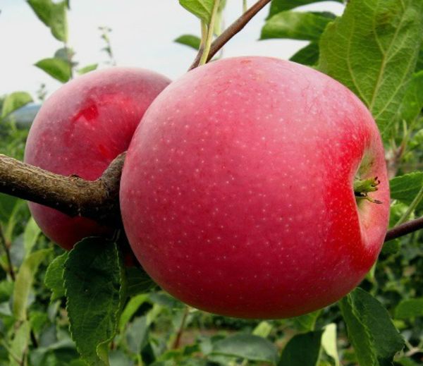Характеристика яблони американской селекции Джонаголд