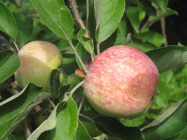 Характеристика яблони летнего сорта Яблочный спас