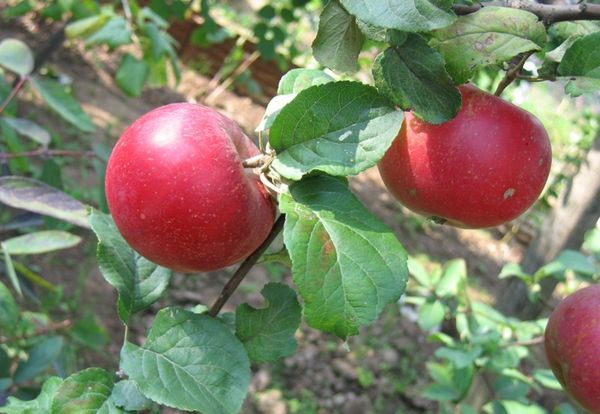 Характеристика уральского сорта яблони Краса Свердловска