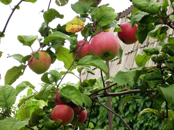 Характеристика уральского сорта яблони Краса Свердловска