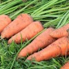 Как поливать морковь: нормы и ошибки
