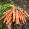 Как поливать морковь: нормы и ошибки