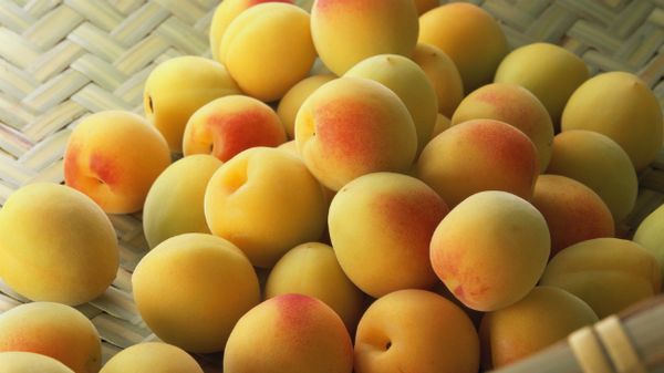 Как правильно хранить абрикосы в домашних условиях