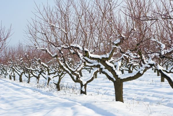 Как правильно укрыть абрикос на зиму своими руками