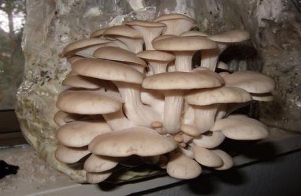 Как самостоятельно сделать бизнес из выращивания грибов