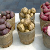 Картофель Синеглазка: характеристика сорта, выращивание и уход