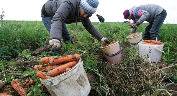 Когда лучше убирать морковь с грядки