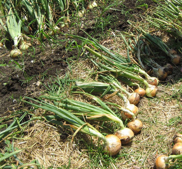 Когда убирать лук севок: сроки сбора урожая