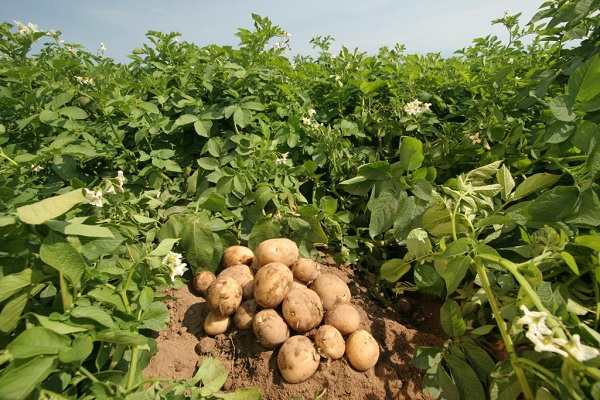 Лучшие сорта красного картофеля для выращивания
