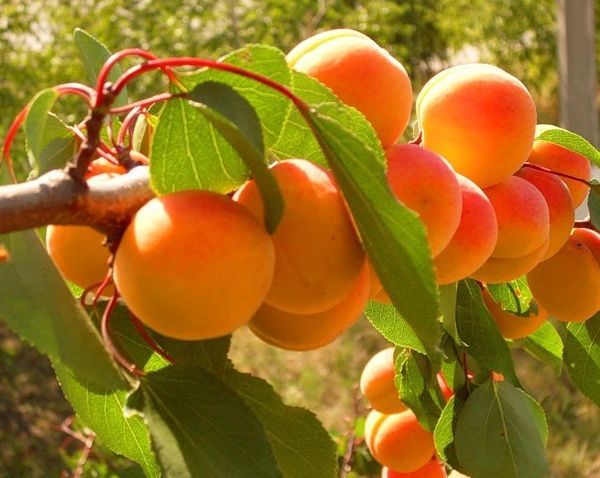 Обзор и выращивание лучших морозостойких сортов абрикоса