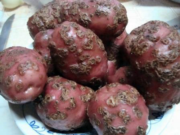 Один из лучших урожайных сортов картофеля Ред Скарлет