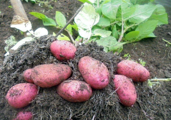 Один из лучших урожайных сортов картофеля Ред Скарлет