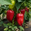 Особенности опрыскивания перцев борной кислотой для завязи