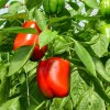 Особенности опрыскивания перцев борной кислотой для завязи