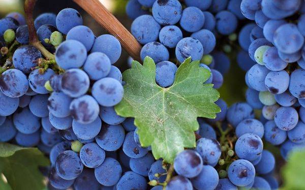 Особенности посадки и ухода за виноградом в Подмосковье