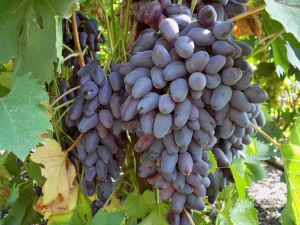 Особенности созревания и сбора винограда