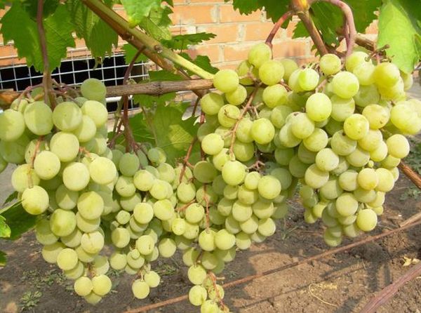 Особенности выращивания и ухода за виноградом в средней полосе России