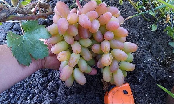 Особенности выращивания крупноплодного винограда Юбилей Новочеркасска