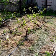 Особенности выращивания крупноплодного винограда Юбилей Новочеркасска