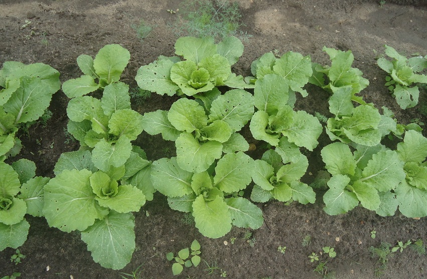 Особенности выращивания савойской капусты