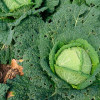 Особенности выращивания савойской капусты