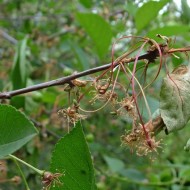Плюсы и минусы использования фунгицида “Хорус” для обработки растений от болезней