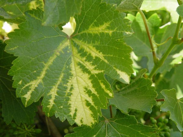 Почему желтеют листья винограда и как это предотвратить