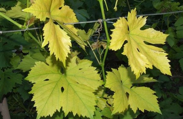 Почему желтеют листья винограда и как это предотвратить