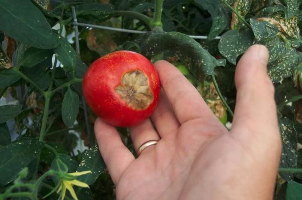 Подкормка томатов во время цветения в теплице: проверенные способы