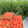Подкормка томатов во время цветения в теплице: проверенные способы