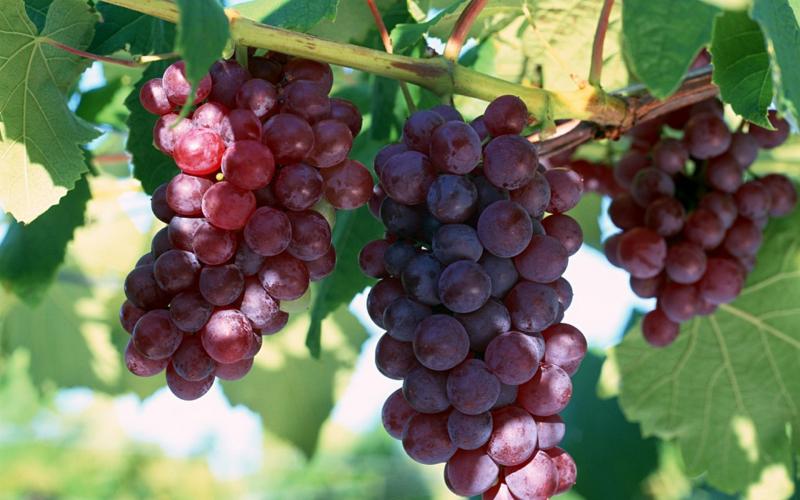 Подробное описание и правила агротехники винограда Лидия