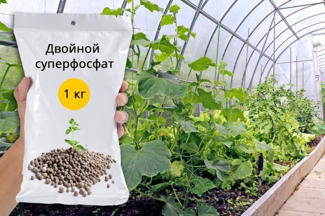 Польза и способы применения удобрения “Суперфосфат” для растений