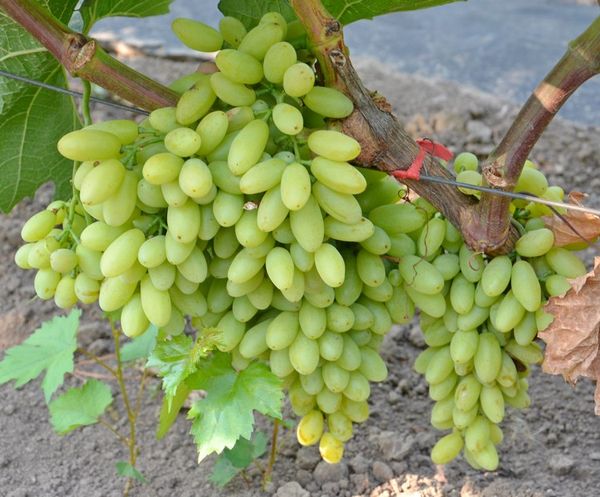 Посадка и уход за лучшими сортами винограда в Ленинградской области
