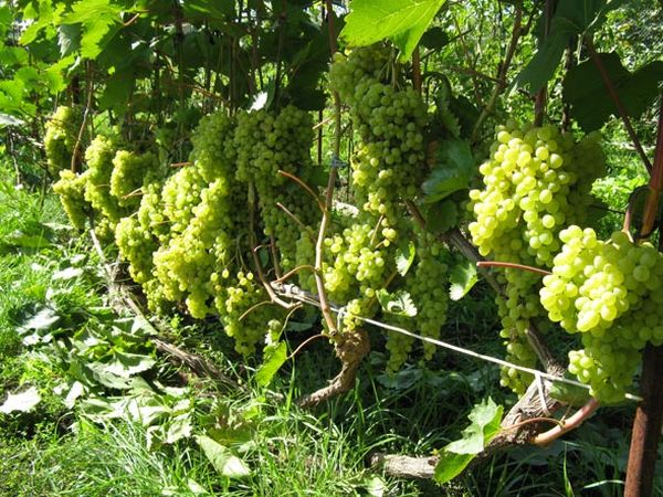Посадка и уход за лучшими сортами винограда в Ленинградской области