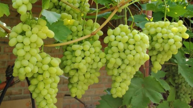 Правила агротехники высокоурожайного столового винограда Лора