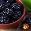 Правила обрезки малины весной: все для начинающих