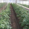 Рассада помидор желтеет и сохнет: что делать? Рассада помидор желтеет и сохнет: что делать?