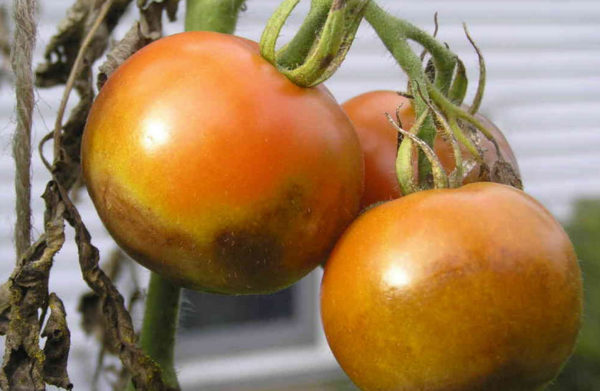 Самые эффективные методы борьбы с фитофторой на помидорах