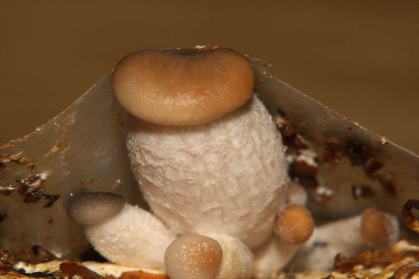 Секреты выращивания белых грибов в домашних условиях