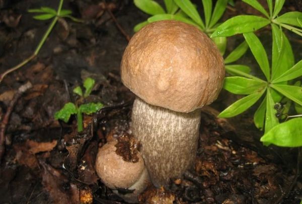Секреты выращивания белых грибов в домашних условиях