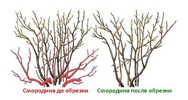 Схема омоложения старого куста черной и красной смородины
