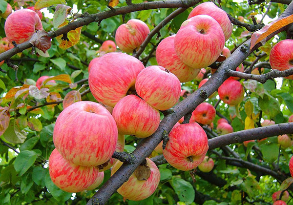 Сколько раз в жизни плодоносит дерево яблони