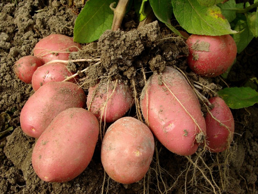 Способ посадки картофеля под солому: высокие урожаи при минимуме усилий