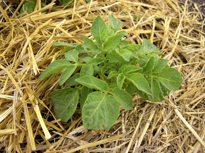 Способ посадки картофеля под солому: высокие урожаи при минимуме усилий