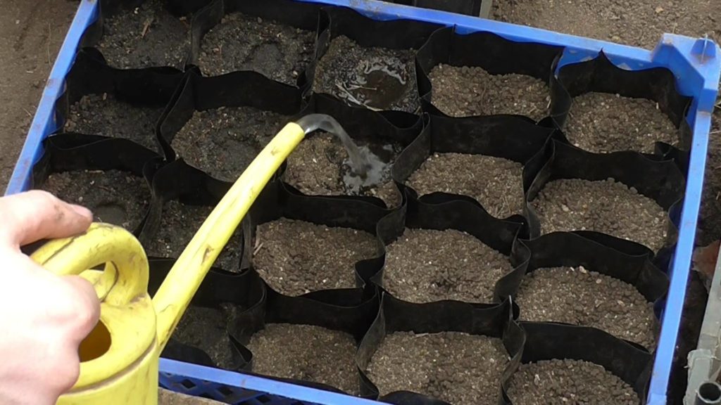 Технология выращивания огурцов на подоконнике