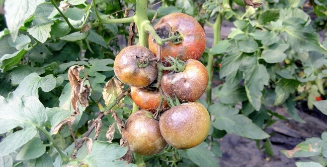 Темные пятна на томатах: причины появления и способы устранения