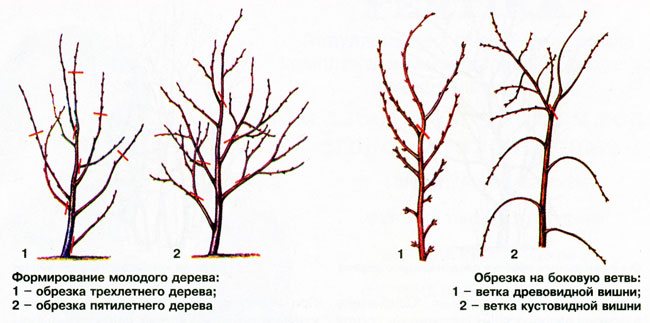 Тонкости посадки и выращивания перспективного сорта вишни Шоколадница